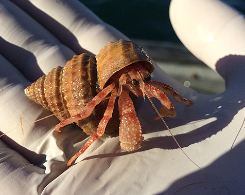 Hermit crab photographed on a Prince William Sound Alaska small boat cruise 
