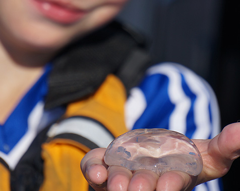Child holds jellyfish on a Prince William Sound Alaska small boat cruise