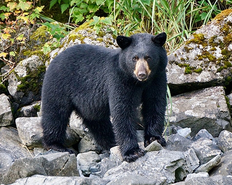 Black Bear spotted on our Prince William Sound custom charters